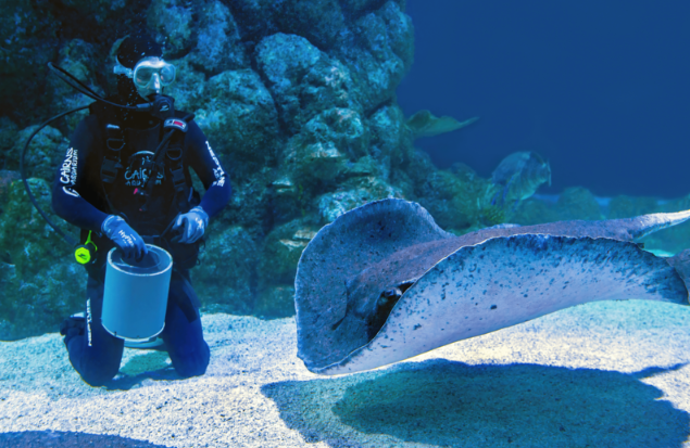 diver with stingray who is anxious about his job.